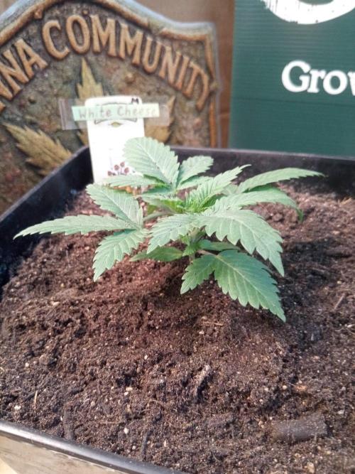 CCG SS Projekt. Week 2