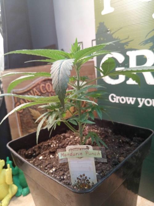 CCG SS Projekt. Week 4