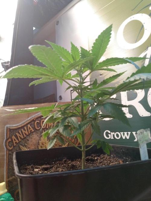 CCG SS Projekt. Week 4