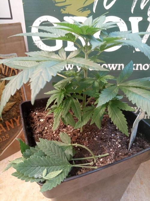 CCG SS Projekt. Week 4