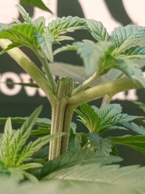 CCG SS Projekt. Week 4