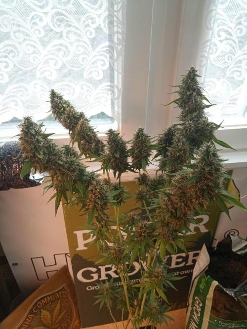 CCG OSS Projekt. Week 14