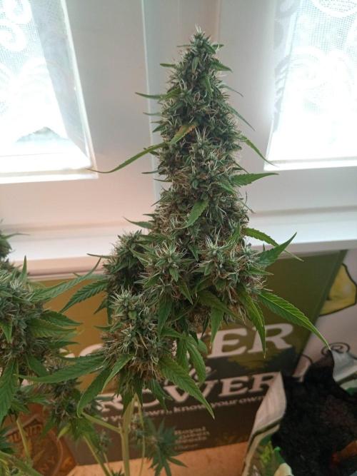 CCG OSS Projekt. Week 14