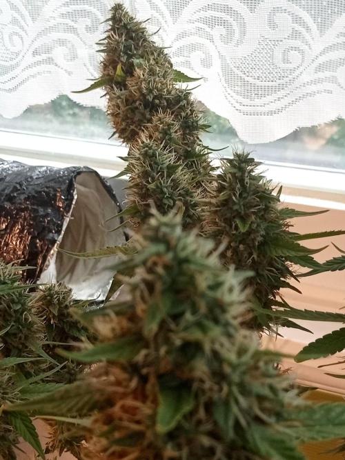CCG OSS Projekt. Week 14