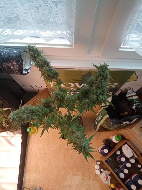 CCG OSS Projekt. Week 14