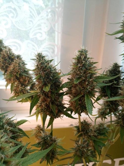 CCG OSS Projekt. Week 14