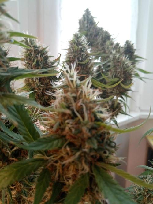 Poison Cookies. Week 14