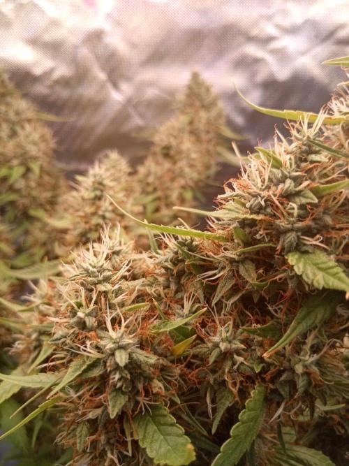 CCG OSS Projekt. Week 15