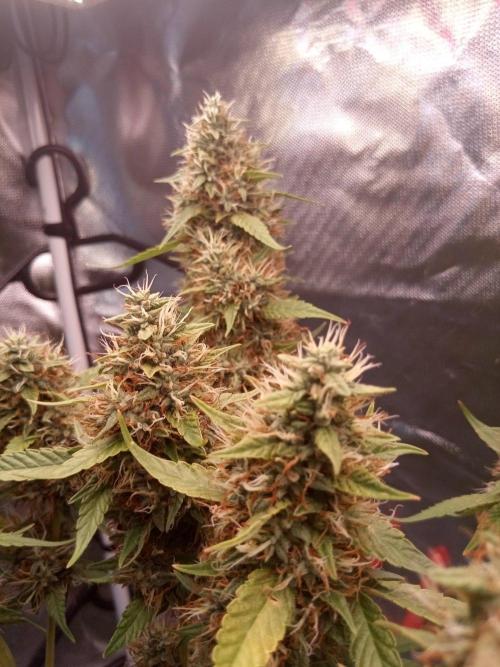 CCG OSS Projekt. Week 15