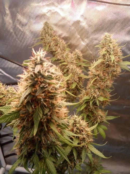 Poison Cookies. Week 15