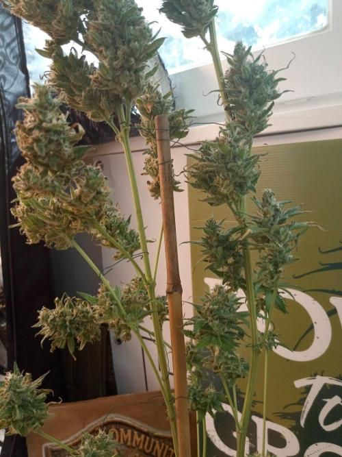 CCG OSS Projekt. Week 16