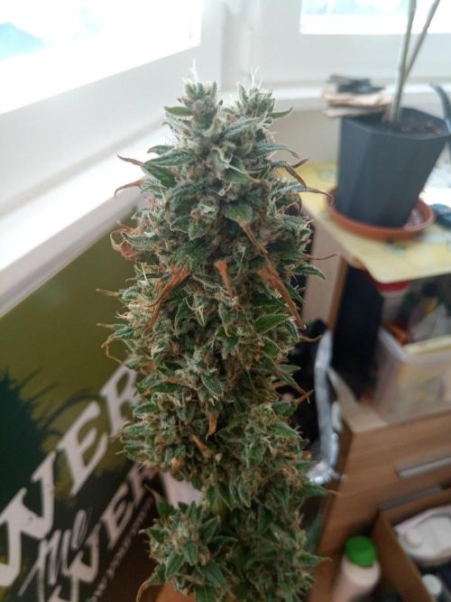 CCG OSS Projekt. Week 16