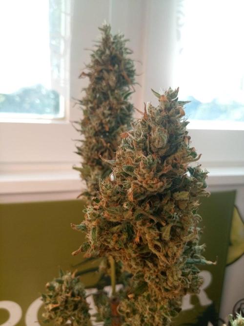 CCG OSS Projekt. Week 16