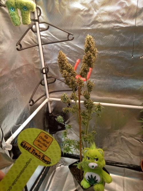 CCG OSS Projekt. Week 17