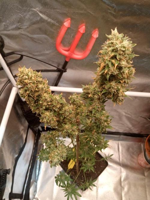CCG OSS Projekt. Week 17
