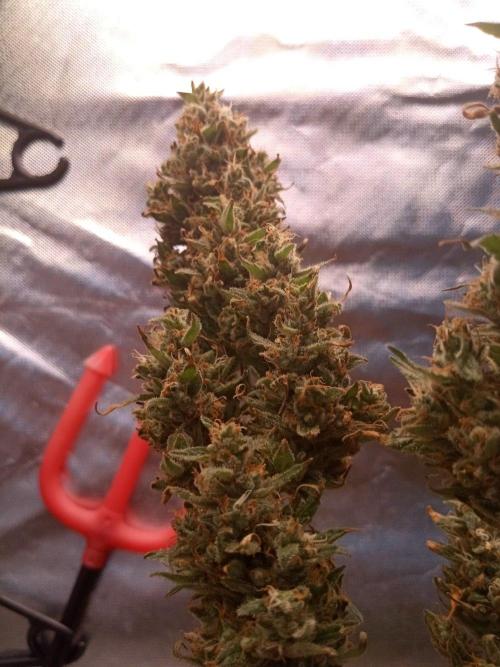 CCG OSS Projekt. Week 17