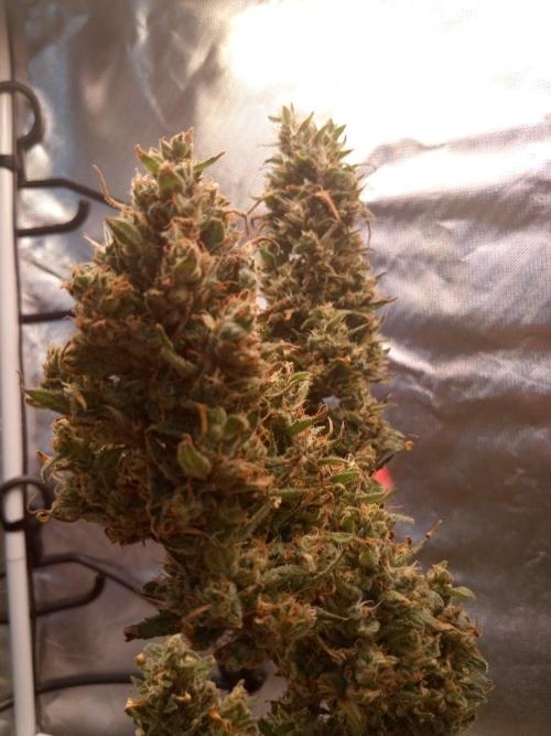 Ghost Train Power. Week 17