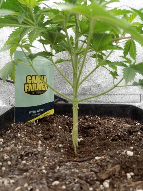 Ganja Farmer. Week 4