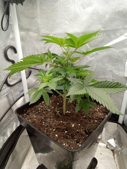 Ganja Farmer. Week 4