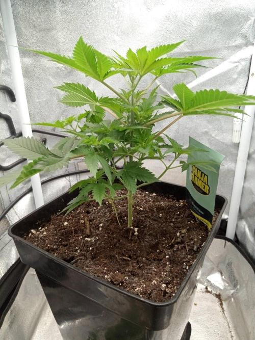 Ganja Farmer. Week 4