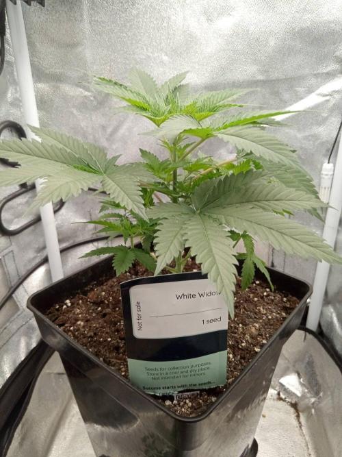 Ganja Farmer. Week 4