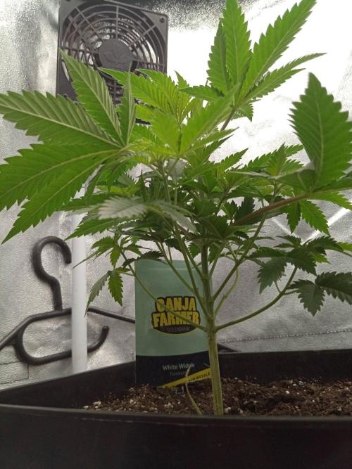 Ganja Farmer. Week 4