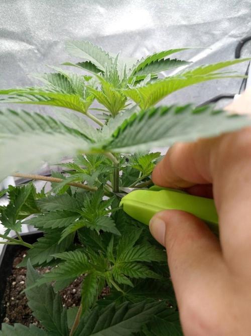 Ganja Farmer. Week 4