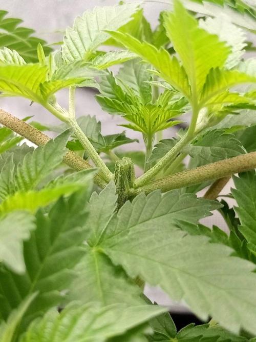 Ganja Farmer. Week 4