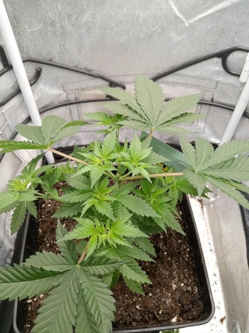 Ganja Farmer. Week 4