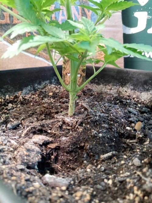 CCG SS Projekt. Week 3