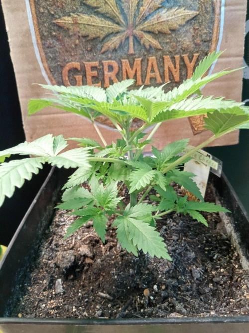 CCG SS Projekt. Week 3