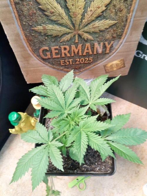 CCG SS Projekt. Week 3
