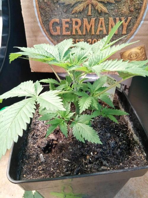 P600. Week 3