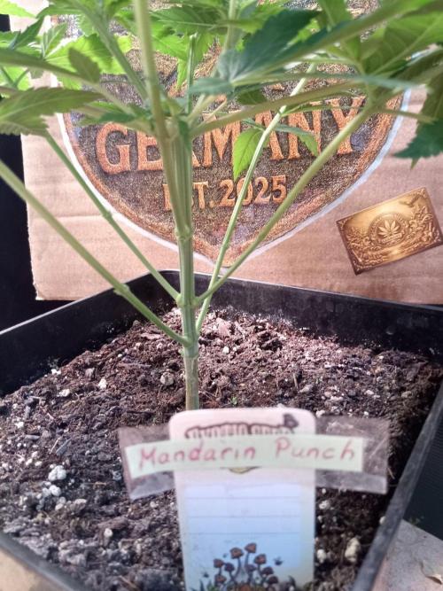 CCG SS Projekt. Week 5