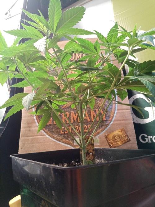 CCG SS Projekt. Week 5