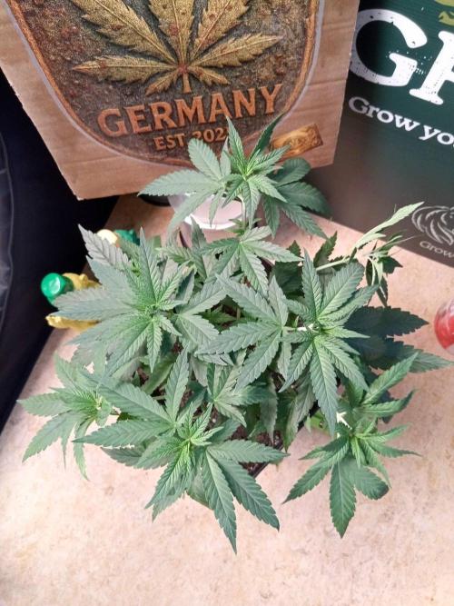 CCG SS Projekt. Week 5