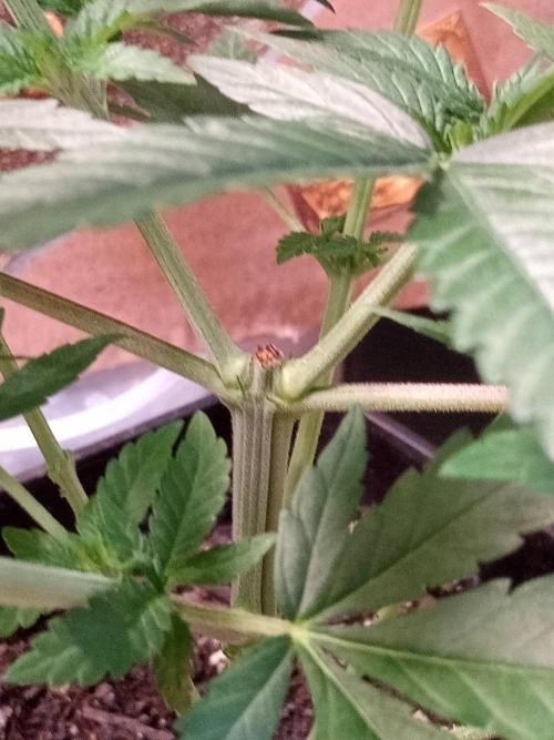 CCG SS Projekt. Week 5