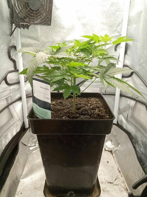 Ganja Farmer. Week 5