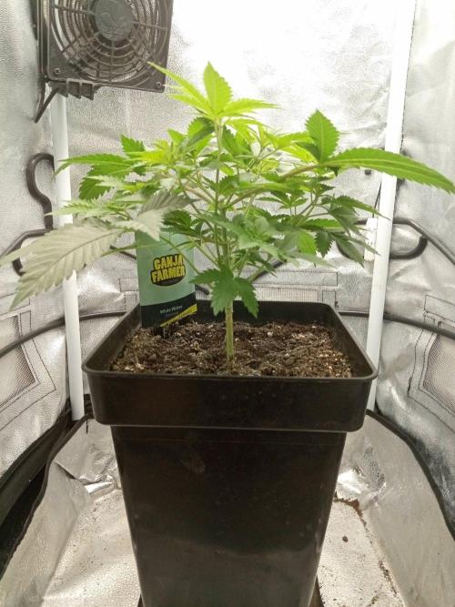 Ganja Farmer. Week 5