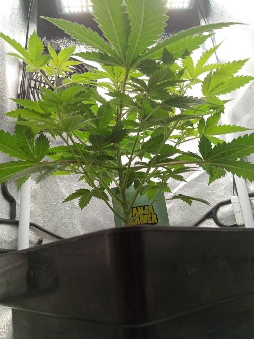 Ganja Farmer. Week 5