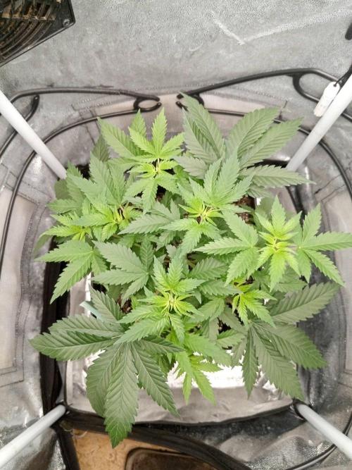 Ganja Farmer. Week 5