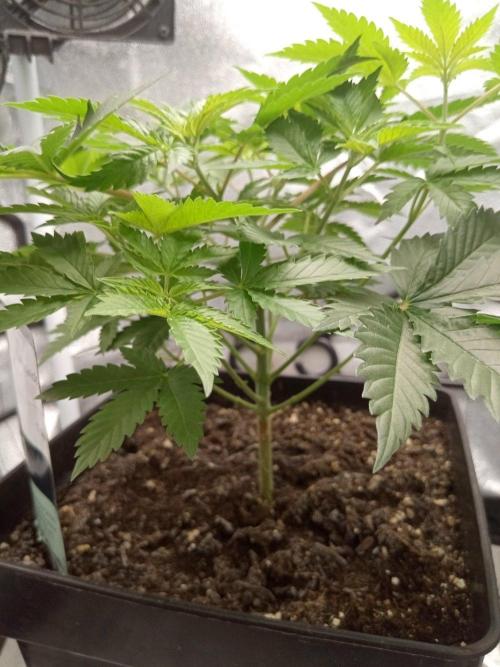 Ganja Farmer. Week 5