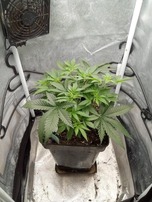 Ganja Farmer. Week 5
