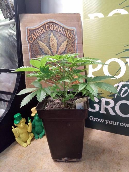 Ganja Farmer. Week 5