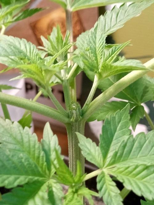 Ganja Farmer. Week 5