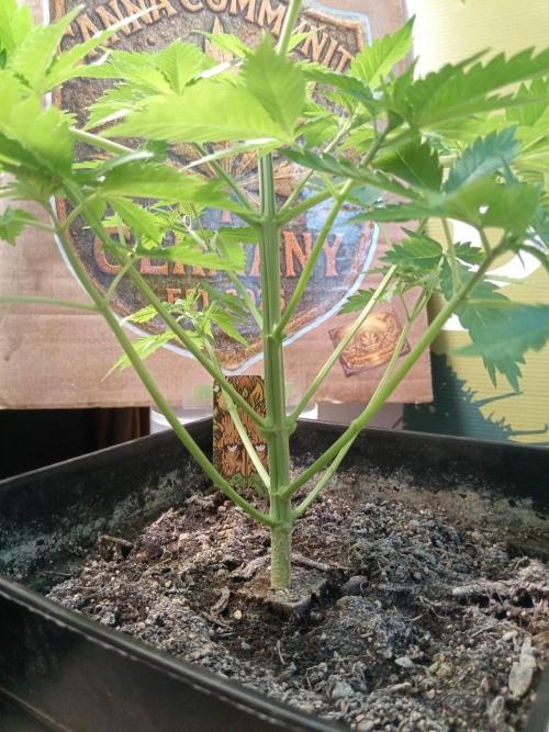CCG SS Projekt. Week 4