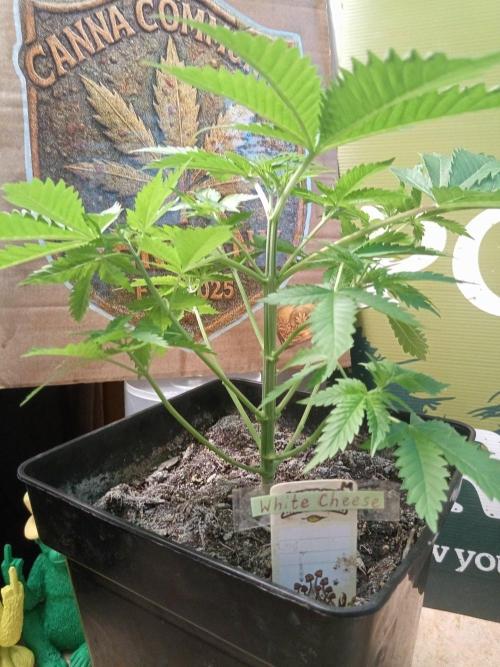 CCG SS Projekt. Week 4