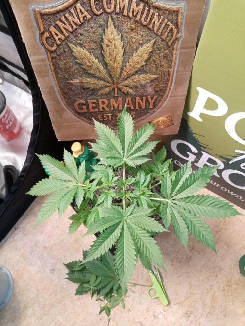 CCG SS Projekt. Week 4