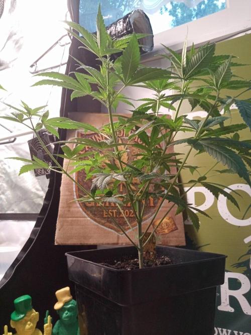 CCG SS Projekt. Week 6
