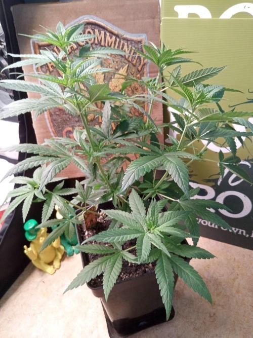 CCG SS Projekt. Week 6